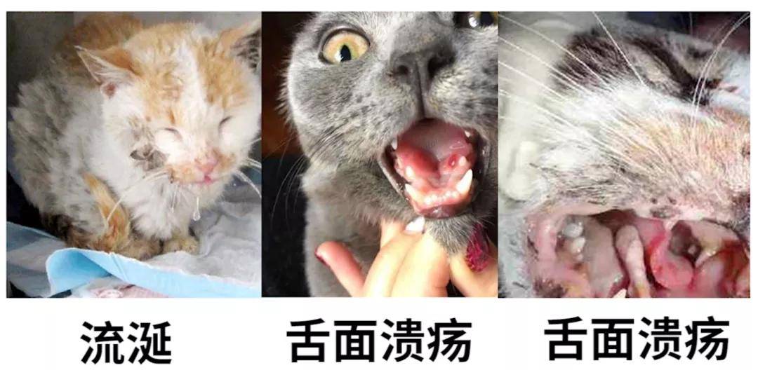 它涉及到牙齿牙菌斑,免疫,杯状病毒,门店接待猫咪时可以观察几个地方