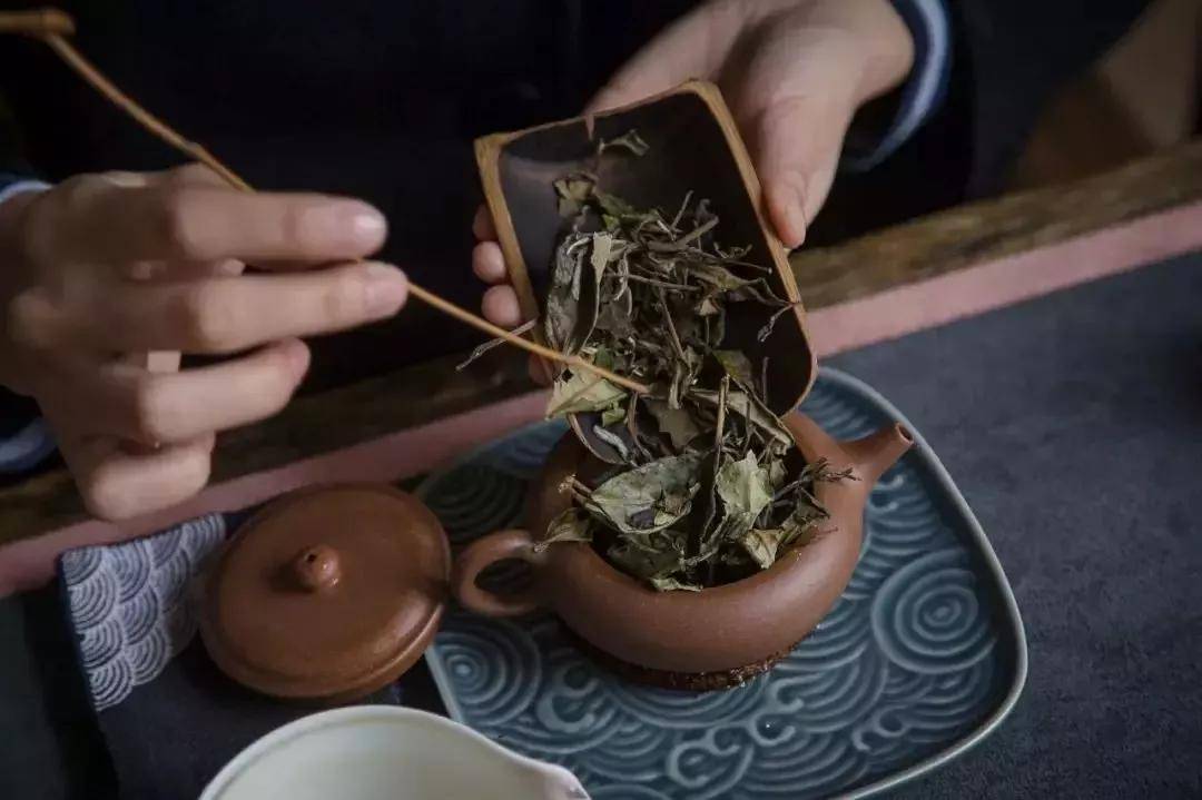 茶叶|它的梗比叶还多，这个正常吗？遇到一款白茶寿眉