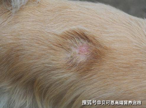 小狗患葡萄球菌感染有多可怕?细菌传染快,治疗时必须注意卫生