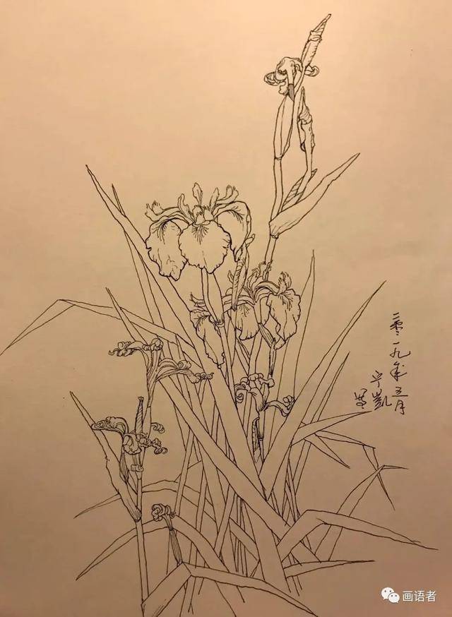 比如这鸢尾花,我就画了很多幅.其实,我画的要比你看到的多很多倍.