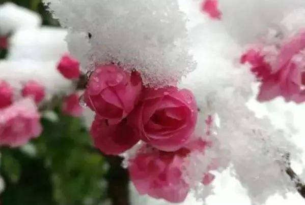 为什么有的人特别有桃花 e8adfa801e5345a087780491e7844e21.jpeg