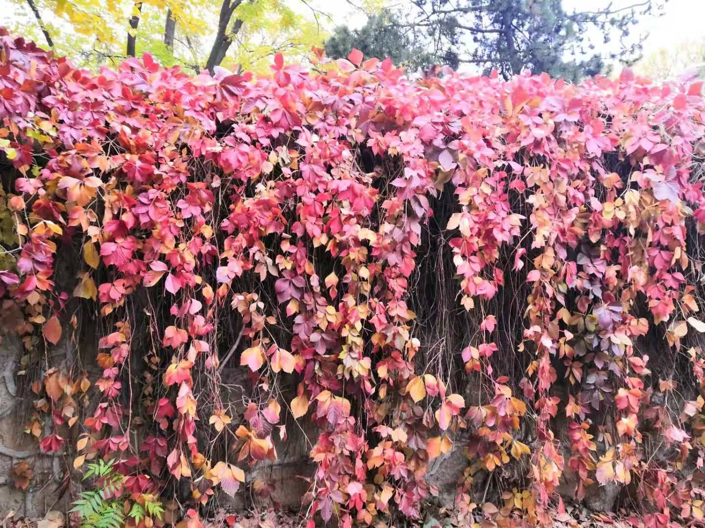 高考|如果可以重填高考志愿，你还会选择现在的专业吗？