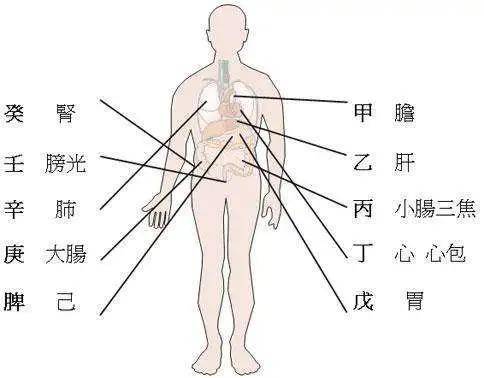 甲胆乙肝丙小肠,丁心戊胃己脾乡; 庚是大肠辛属肺,壬系膀胱癸肾藏