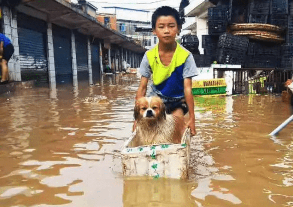 可是,还是有不少人的家已经被水淹了. 家里有狗狗怎么办?