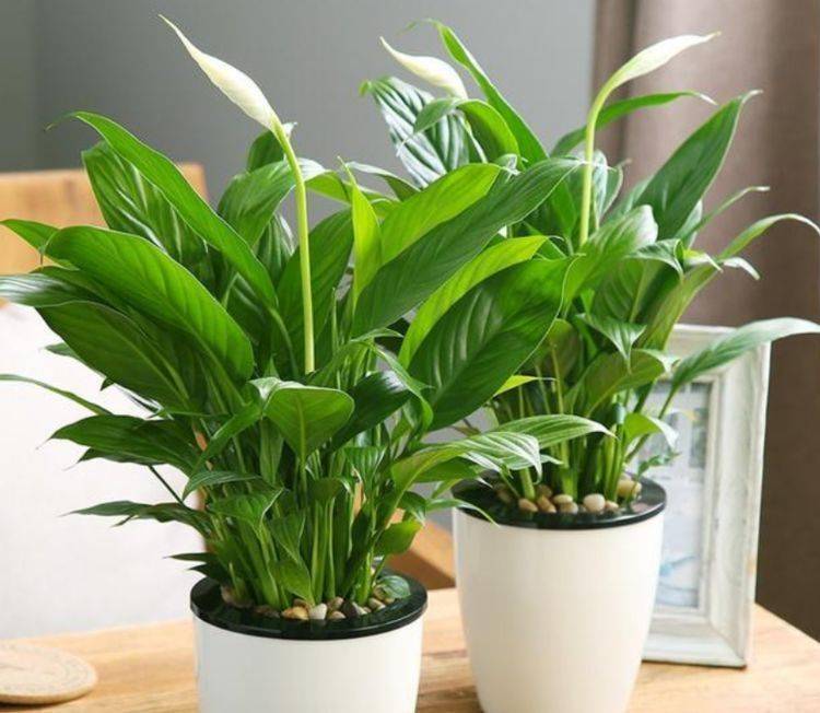 4种花养家里,空气1级棒,吸甲醛,杀病菌,很好养护