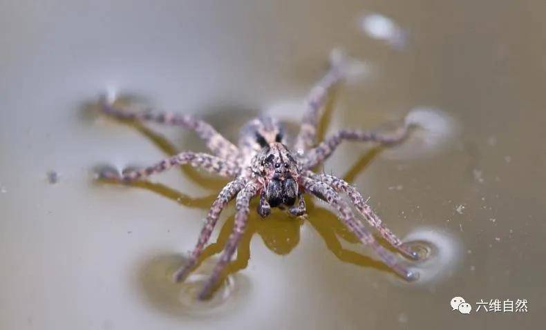 一种奇特的水蜘蛛,生活在水下世界,还能在水中用蛛丝筑巢_手机搜狐网