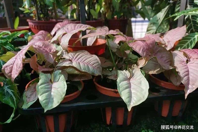 合果芋是一种非常低调的室内观叶植物,它有一些叶子呈白粉色的品种,它
