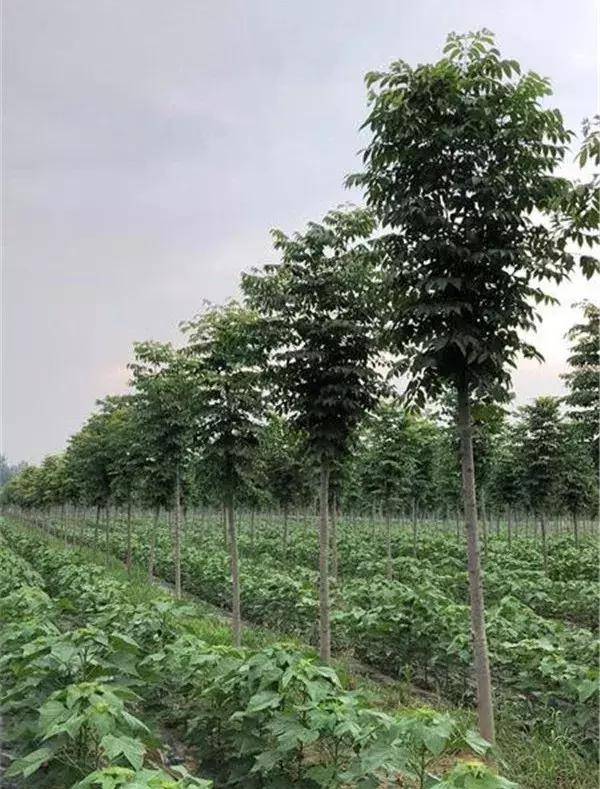 被纳入国家林建项目的重要树种——楸树