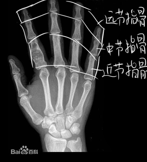 人体骨骼详解下篇