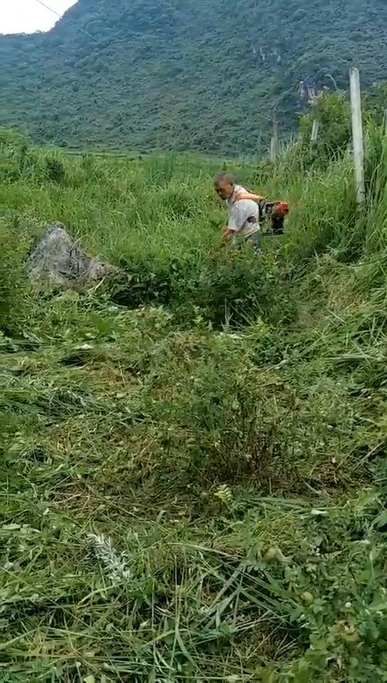 在深山野岭的千优谷里,人工除草?啥操作?