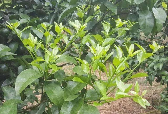 柑橘如何放出健壮秋梢?确定时间科学修剪,搞好病虫害防治