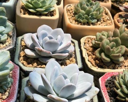 多肉叶插繁殖最佳季节 d7ec0d9dfab34d8dbac754634f5e597c.jpeg