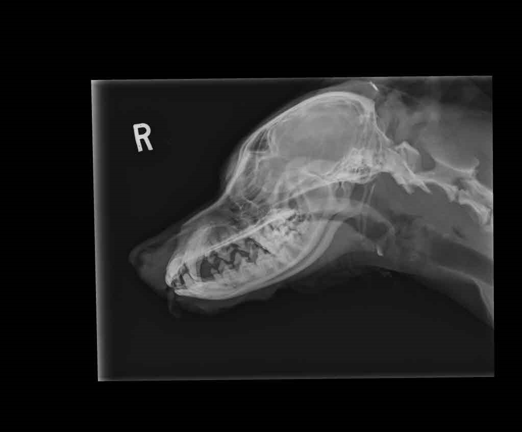 拜维安苯巴比妥片临床治疗犬癫痫症状一例