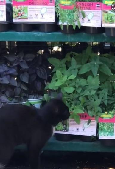 最近是不是有人偷猫 52f00c282ed248fe98fd3df09f728842.jpeg