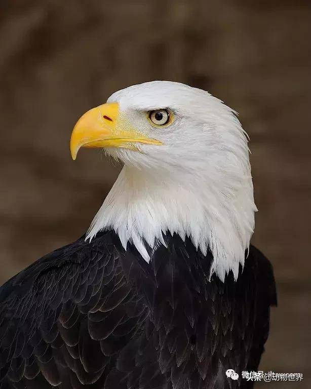 白头海雕为什么代表美国美国白头鹰的象征精神