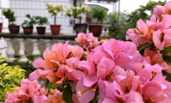 三角梅用什么肥料催花 a387ca9089cf49d0b2a37973a539d9b3.jpeg