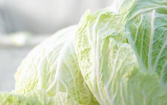 如何种植大白菜教程 ab4ee5c1237949c1973af7b7ffade162.jpeg