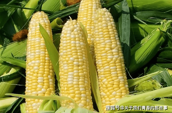 含量|黄的、白的、花的哪种好？老农：3种差别大，买错不好吃买玉米