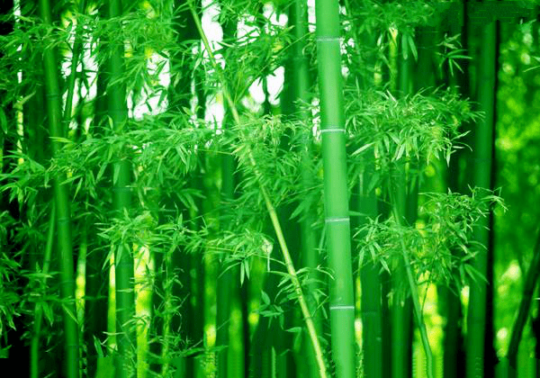 如何理解水生木 f16f9576f97d47018158258b551d7952.png