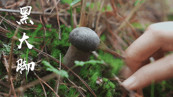 怎样做美味冻牛肝菌 f1935a1da44742f58a0d8fed3270e308.gif