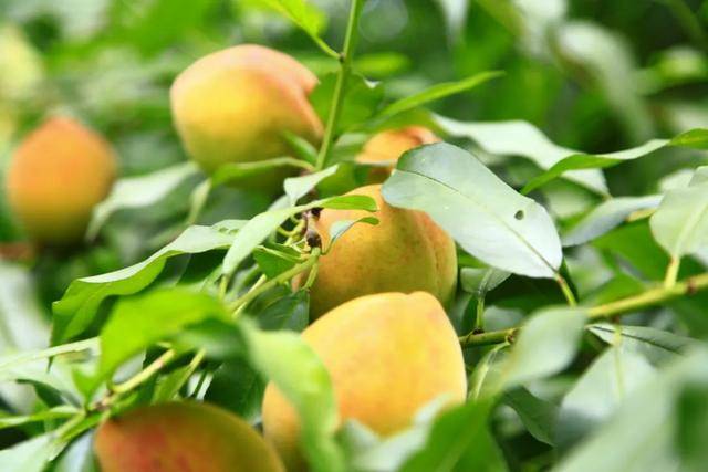 彭山|桃中极品，口口香甜彭山黄桃