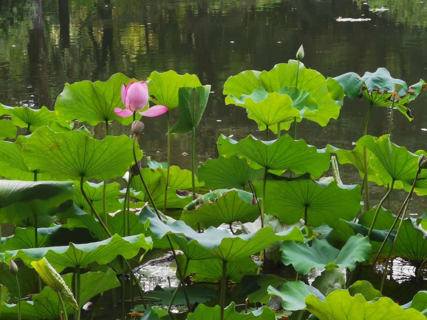 荷花|夏日荷花偶感