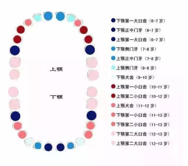 孩子换牙时第一颗六龄牙很关键,你不能不收藏的宝宝换牙期宝典