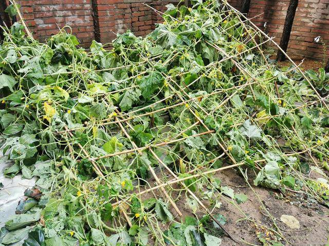 谢霆锋晒照下冰雹把他家菜园子砸塌了，现场一