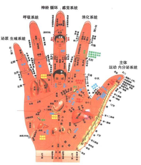 手掌图面诊【面诊】透过面部反射区识别脏腑疾病与健康状况的诊法.