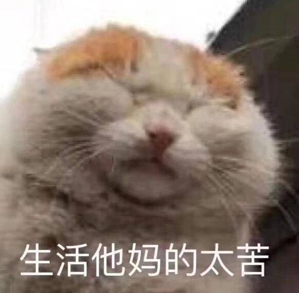 示爱表情包拿图片:请给我套上,你爱情的枷锁