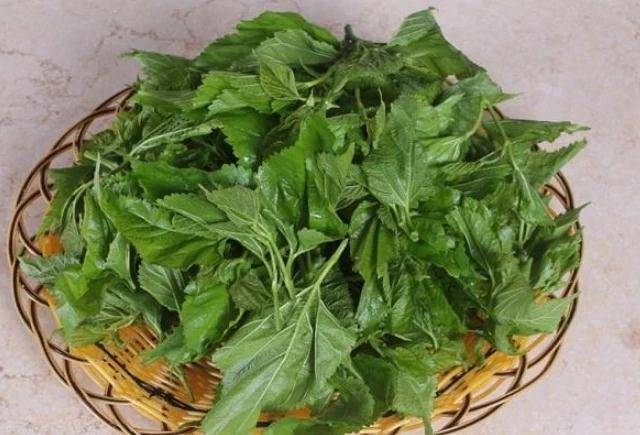 豆角怎么吃不升糖 24d3373af0a044b7afaacfdb518c9363.jpeg