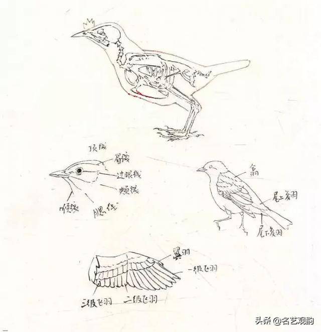 国画技法 | 写意鸟雀画法入门