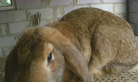 一般兔子体重多少 ab9c474041af443b90999839fd3ea2f4.jpeg