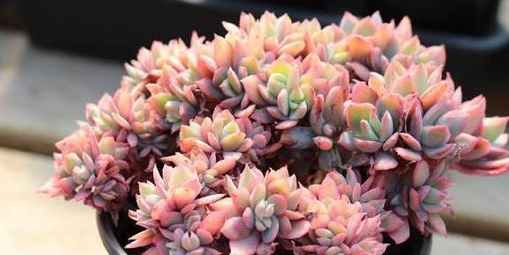 多肉怎么配土就生长得快 f514d7b5be334b81aefab27772e18498.jpeg