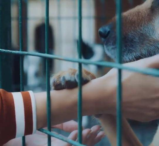 休闲|LV太子妃参观流浪犬所落泪，满脸憔悴抬头纹明显，仍坚持素颜出街