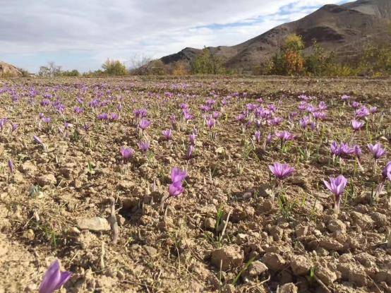 藏红花|赵盈飞：密缇纳为什么能在藏红花行业里脱颖而出成为知名品牌