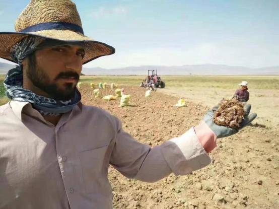 藏红花|赵盈飞：密缇纳为什么能在藏红花行业里脱颖而出成为知名品牌