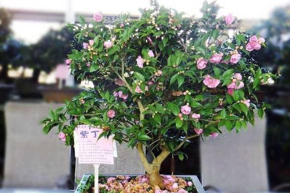 如何挑选茶花苗 e81754c8e46c411bb82c4a0c60bc45e3.jpeg