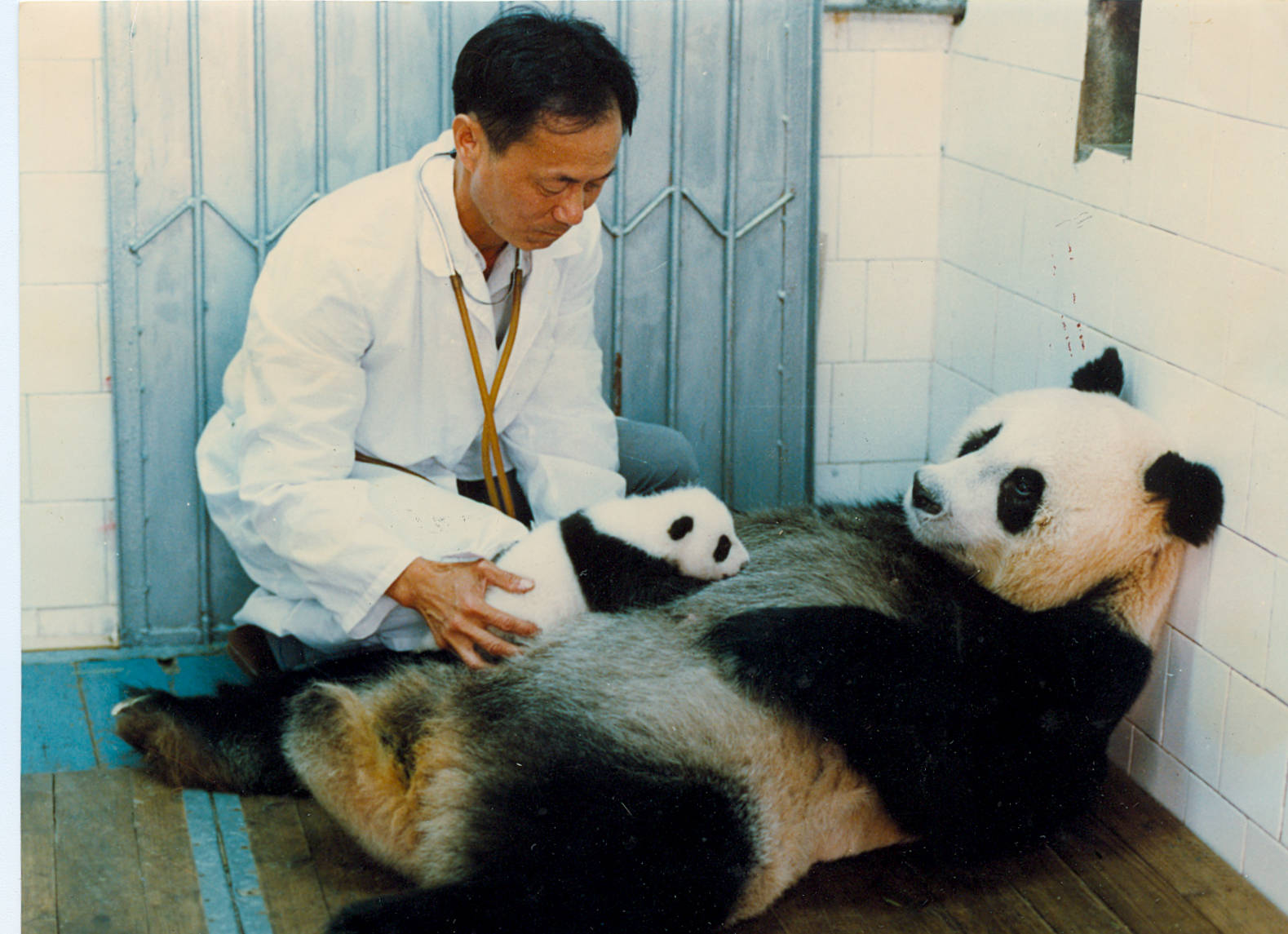 陈玉村帮助大熊猫哺育幼崽
