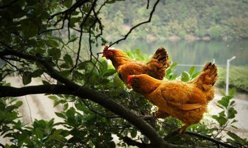 猪瘟|猪肉鸡蛋价格＂齐飞天＂，猪肉逼近50元！想重回＂10元时代＂？