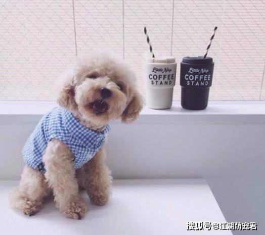 泰迪犬为什么会那么臭 告诉你原因 以后可以注意点 肛门