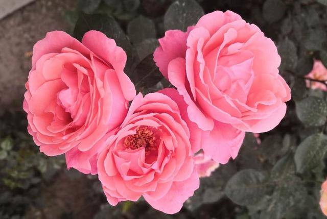 复习|考研过来人给你分享：考研复习成功血泪经验