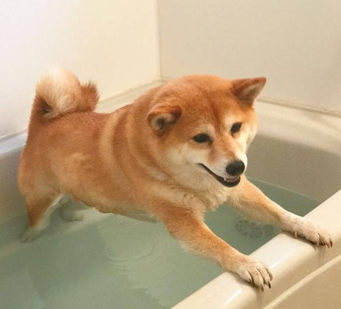 原创柴犬眼见要被下水洗澡,立马做出俯卧撑的姿势,画面颇有喜剧性