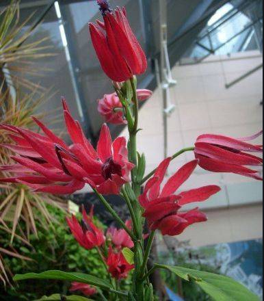 怎么种花容易开花 891e75d1d3f049b68a429d386e4175c8.jpeg
