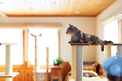 怎么抱猫才能让猫感到舒适 27cba3023c614b6086f10a422094640c.jpeg