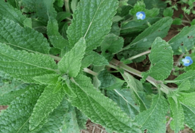 蟾蜍草泡水喝的功效四:平常咽喉肿痛和痰多难受的患者,食用蟾蜍草泡水