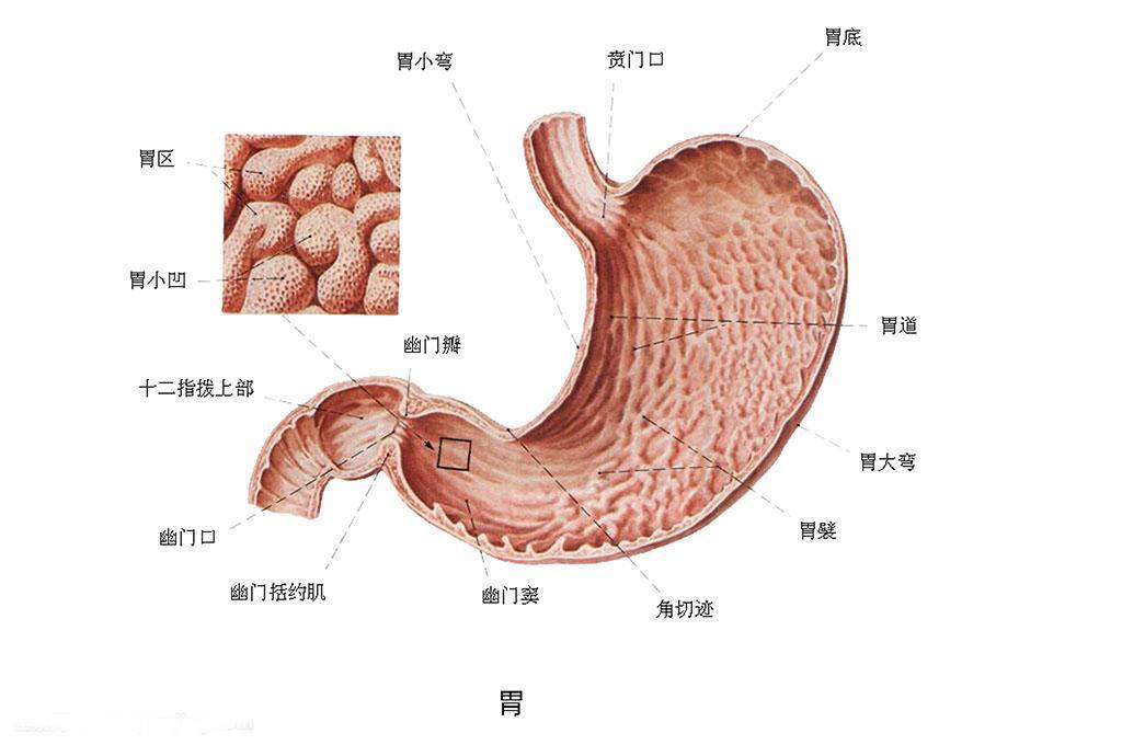 胃癌是癌症之王,胃不好一定要戒掉这四种食物! 养胃不