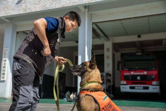李家陵|它们同样在灾难中拯救生命揭秘丽江消防搜救犬!与消防员一样