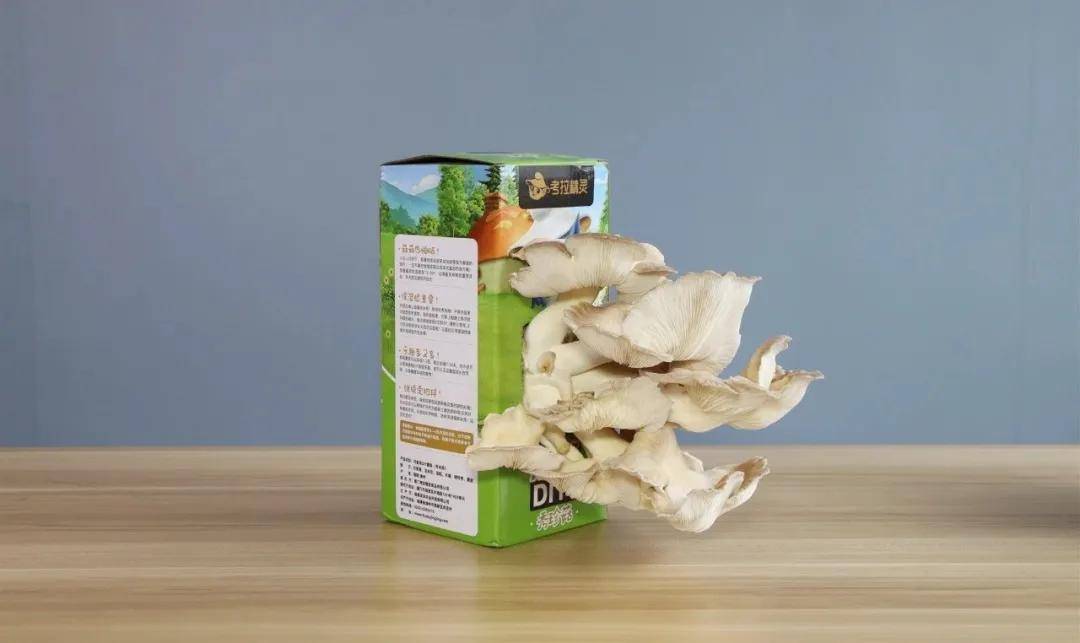 魔菇种类 3d614d9e44da4f54a00518a51d2d55b8.jpeg