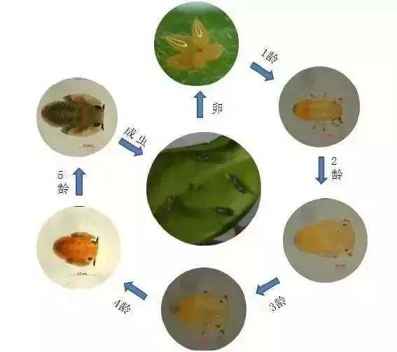 木虱咬了怎么办